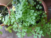P1050694Kerbel.webp