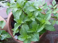 P1050696englische Minze.webp