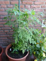 P1050699Johannisbeertomate und White Currant.webp