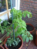 P1050700Ildy.webp