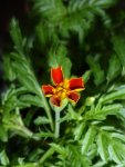 P1050712Tagetes.jpg