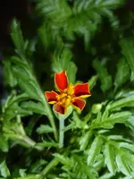 P1050712Tagetes.webp