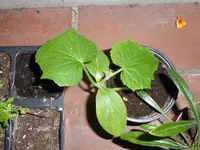 P1050713Picolino.webp
