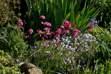 Hangbeet1_900.webp
