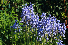 Hasenglöckchen_900.webp