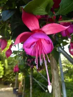P1050542Fuchsia Prinz von Preußen.webp