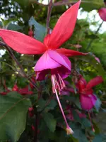 P1050544Fuchsia Beacon Rosa.webp