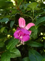 P1050546Fuchsia Paula Jane.webp