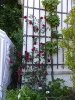 P1050548Kletterrose Thor.webp