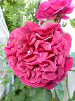 P1050549Kletterrose Thor.webp
