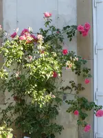 P1050553Kletterrose Rosarium Uetersen.webp