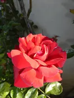 P1050557Kletterrose Sympathie.webp