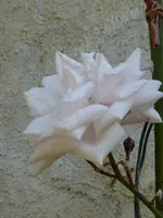 P1050559Kletterrose New Dawn.webp