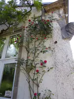 P1050561Kletterrose Gruß an Heidelberg.webp