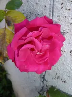 P1050562Kletterrose Gruß an Heidelberg.webp