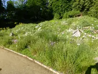 P1050569Kuckukslichtnelke.webp
