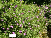 P1050574Blut- Storchschnabel.webp