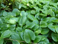 P1050592Glockenfunkie.webp