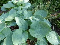 P1050595Blaublattfunkie Elegans.webp