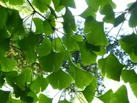 P1050598Ginko.webp