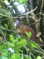 P1050602Eichhörnchen.webp