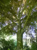 P1050604Blutbuche.webp