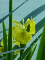P1050608Iris.webp