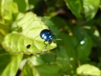 P1050614Glanzkäfer an Mendelminze.webp