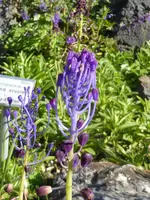 P1050622Ähriger Blauweiderich.webp