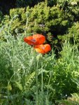 P1050626Mohn.jpg