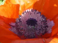 P1050627Mohn.webp