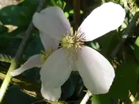 P1050634Clematis.webp