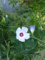 P1050636Alogyne hakeifolia.webp