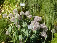 P1050643weißlicher Lauch.webp