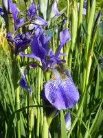 P1050653Iris.webp