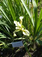 P1050654Kaschmir-Iris.webp