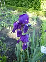 P1050660Blaue Schwertlilie.webp