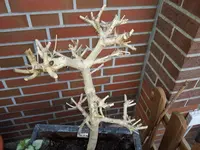 20170521_183925.webp
