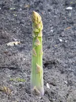 P1050665Spargel.webp
