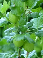 P1050669Stachelbeere.webp