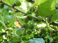 P1050672Schwarze Johannisbeere Lissil.webp