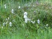P1050681Wollgraß.webp