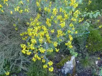 P1050682englischer Ginster.webp