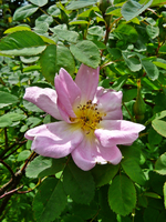 P1130808.webp