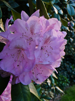 P1130834.webp