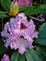 P1130835.webp