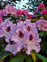 P1130836.webp