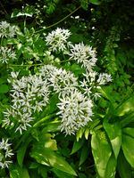 P1130821.webp
