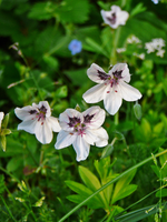 P1130828.webp