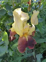 P1020445.webp